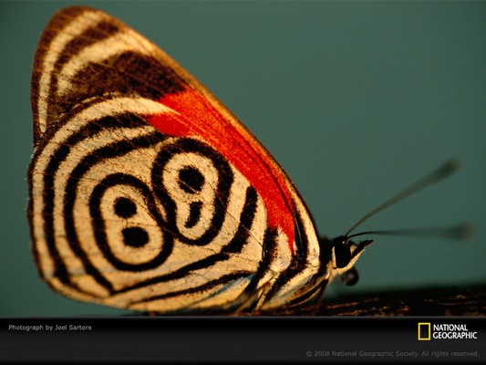 callicore-neglecta-butterfly-sartore-977211-sw.jpg
