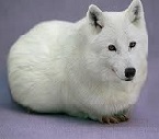 Guinea%20pig%20wolf.jpg