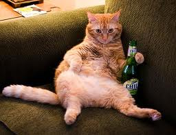 cat beer.png