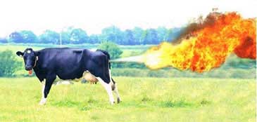 cow-fart.jpg
