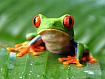 mTreeFrog.jpg