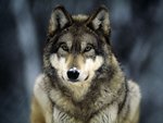 autumnwolf.jpg