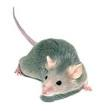 house mouse..png