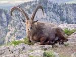 IBEX.jpg