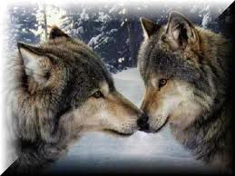 Love wolf.jpg