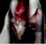 Evil chicken.jpg