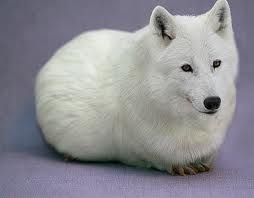 Guinea pig wolf.jpg