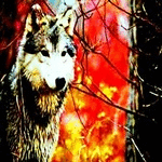 Wolf cycle.gif